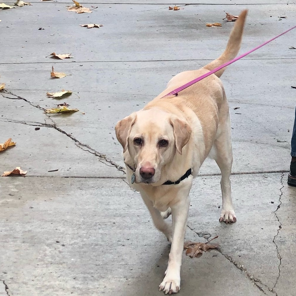 Meet your Posher, Annalisa